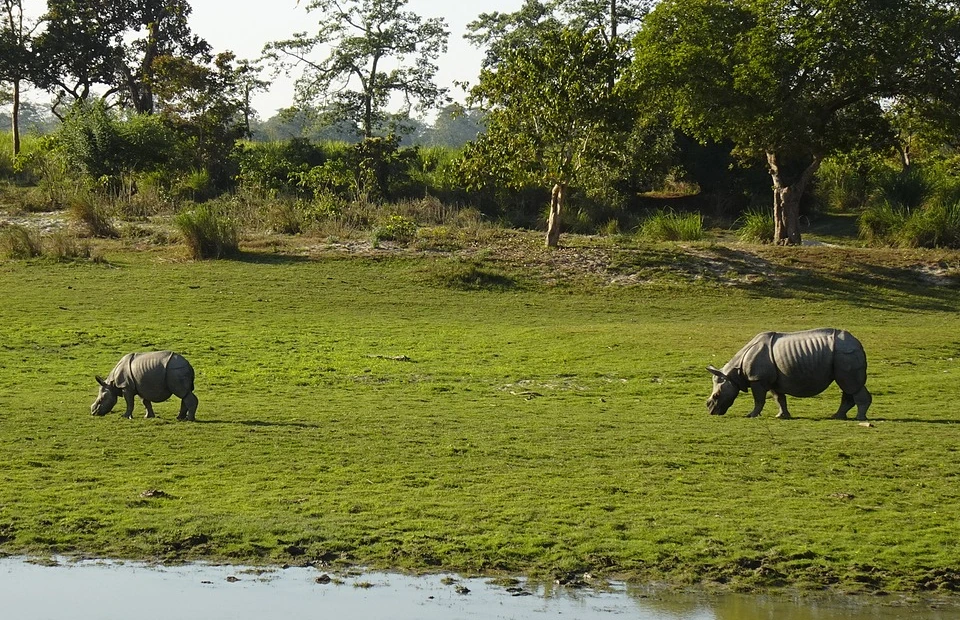 One-horned rhinos in Kaziranga National Park