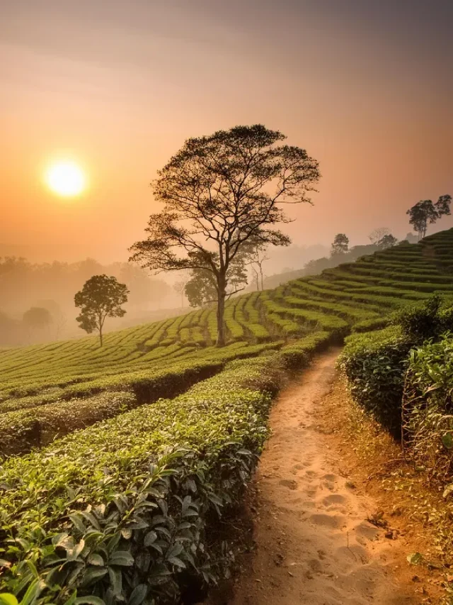 11 Largest and Most Significant Tea Gardens in Assam
