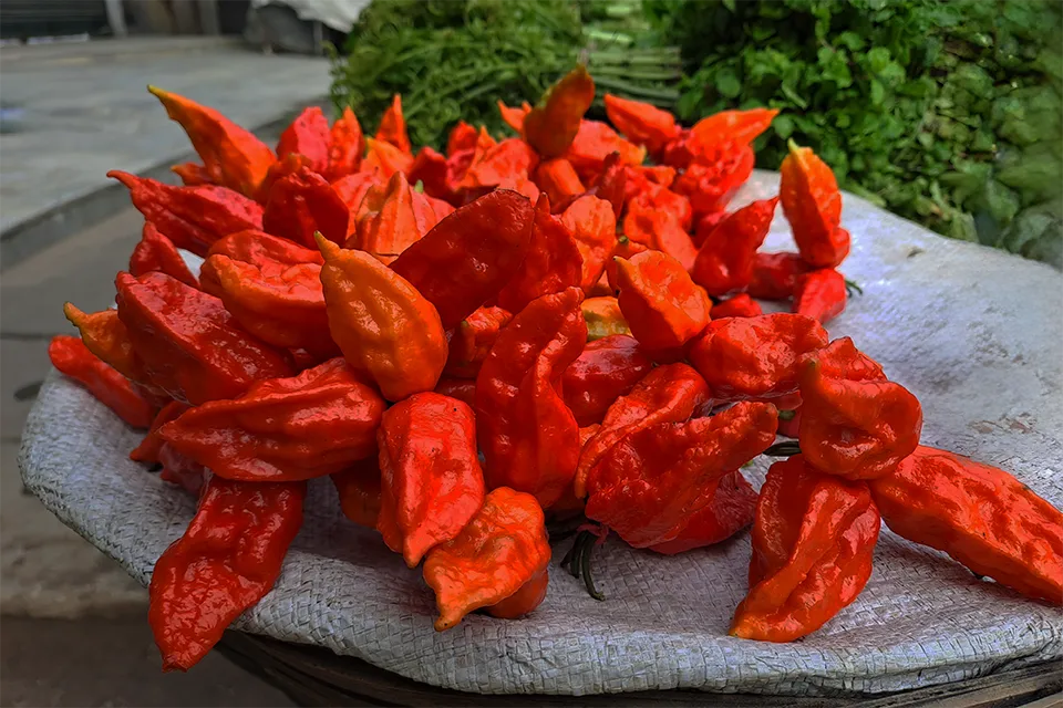 Bhut Jolokia: The hottest pepper in the world.