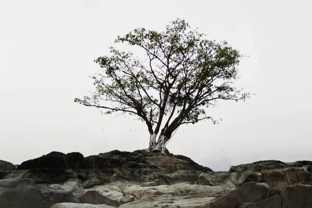 The Lonely Tree
